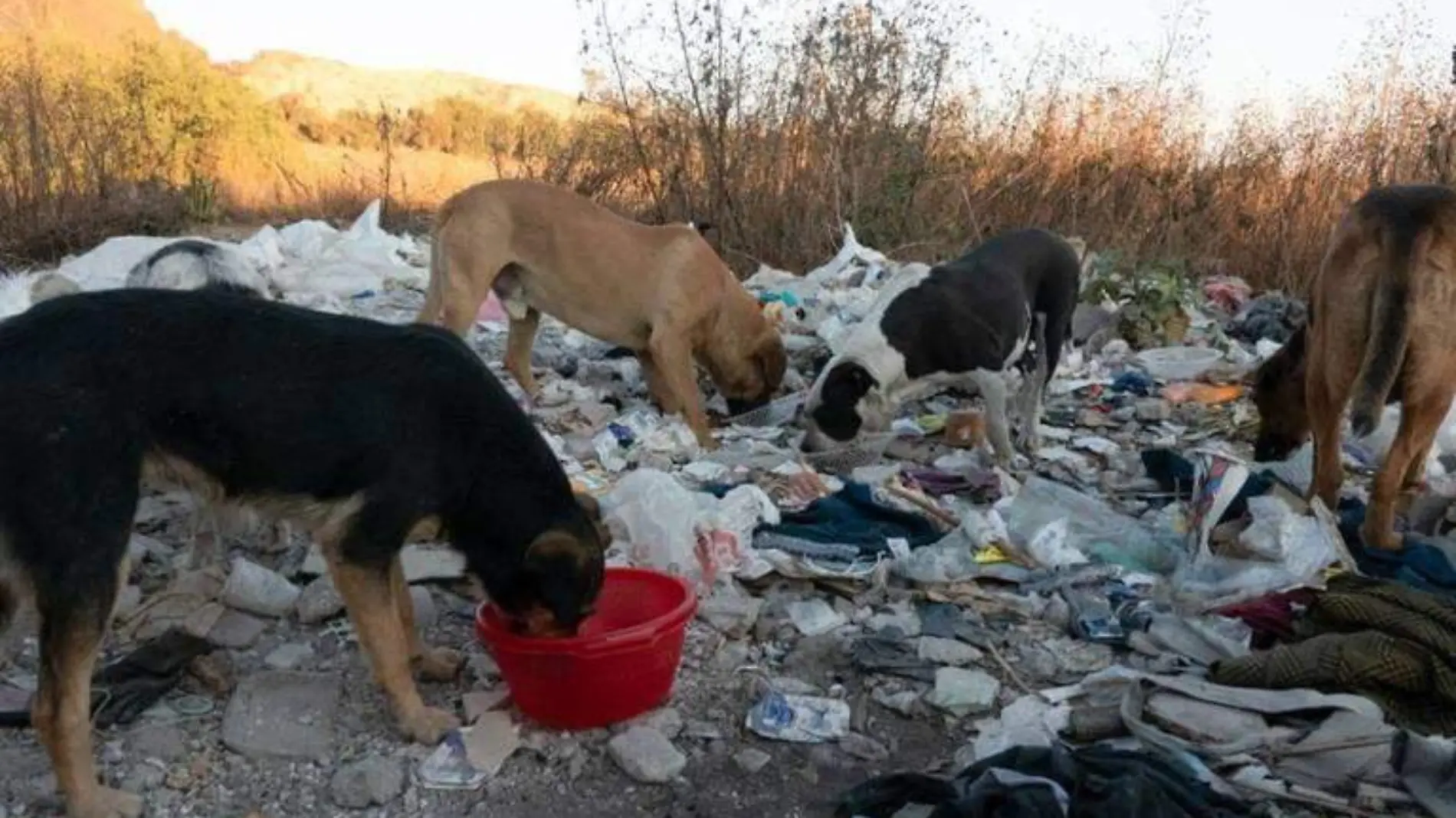 Perros y gatos callejeros en Los Cabos